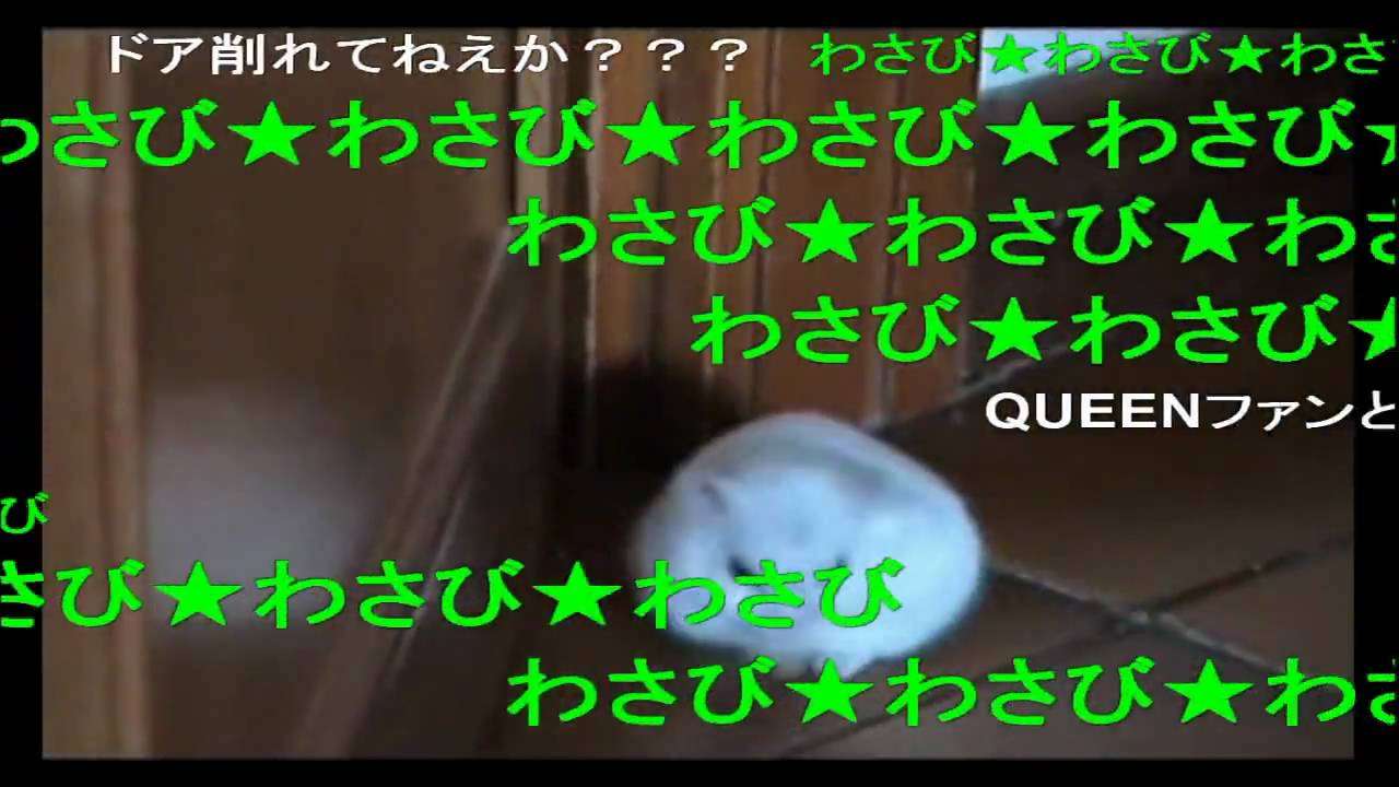 果敢にドアに立ち向かうハムスター - YouTube