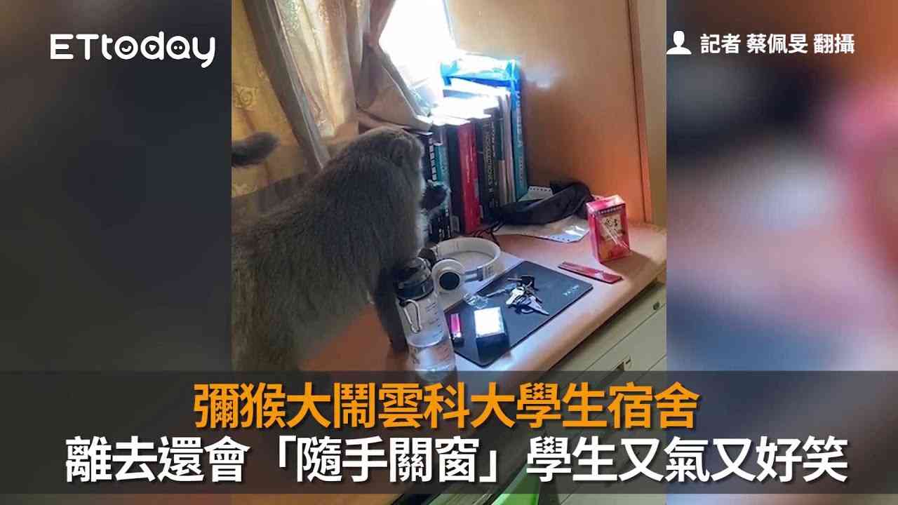 彌猴大鬧雲科大學生宿舍　離去還會「隨手關窗」學生又氣又好笑 - YouTube