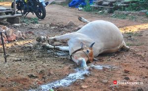 【閲覧注意】インド　韓国LG化学の工場から漏れた猛毒ガスで現地住民がバッタバタと倒れる・・・【ショッキング映像多数】 ｜ 保守速報