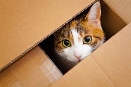 コメントをつけて動物画像を貼るトピ