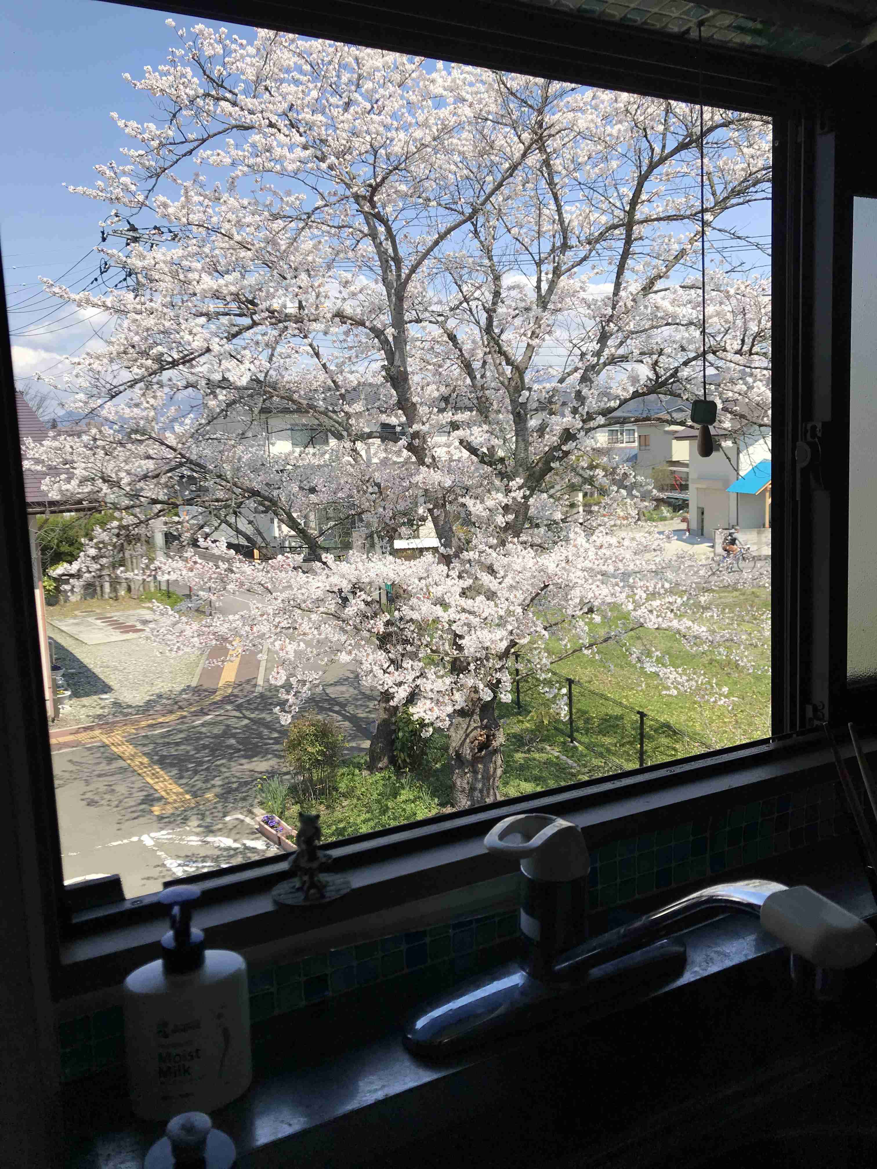 【画像】身近な植物🌷