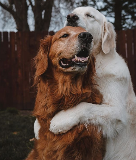 PTSDで苦しんでいる飼い主にいち早く気が付いた犬、そっと寄り添いぎゅっと抱きしめる