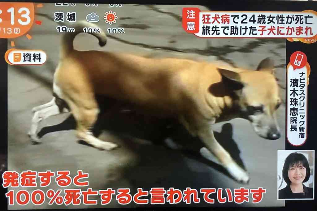 狂犬病 豊橋