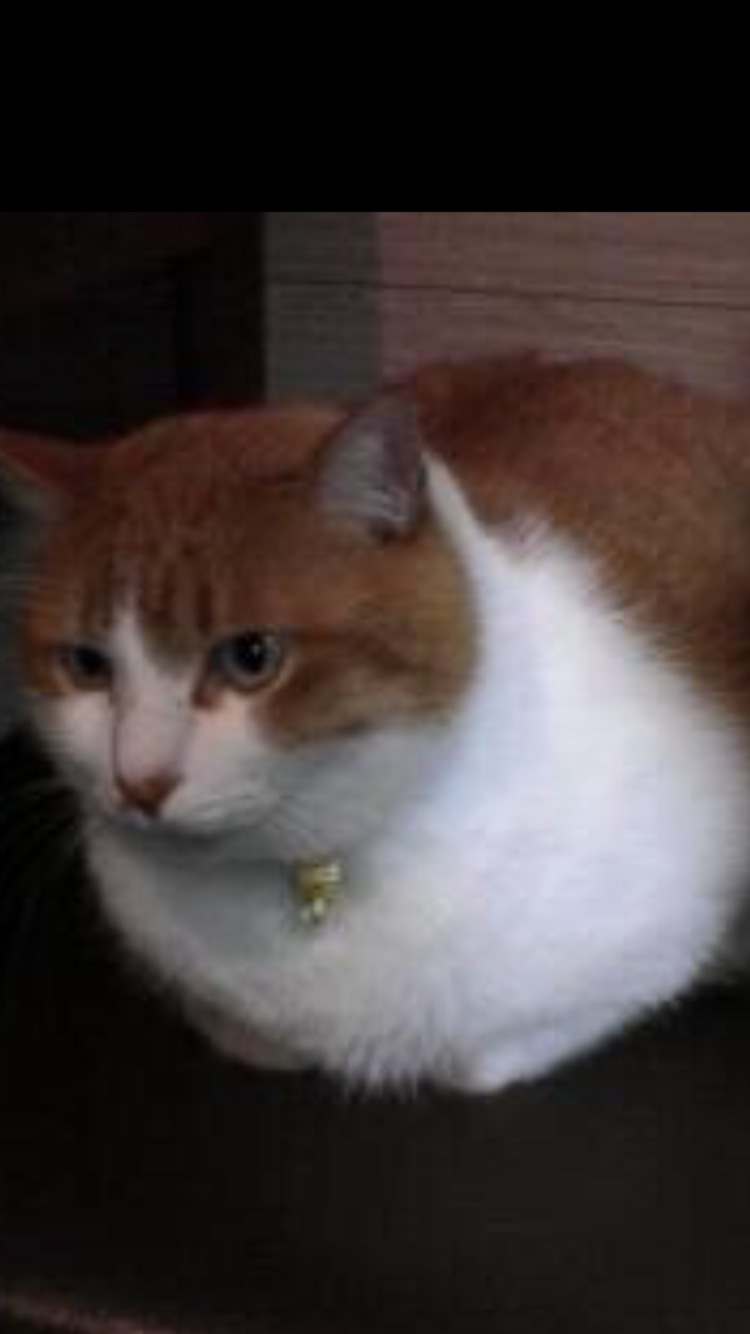 座ってる猫の画像ください