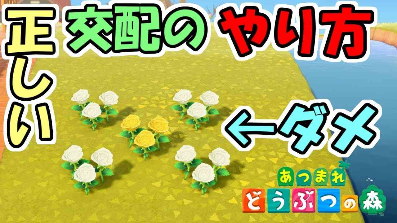 【あつ森】最新版！正しい花の交配のやり方　～効率の良い花の置き方～【あつまれどうぶつの森】 - YouTube