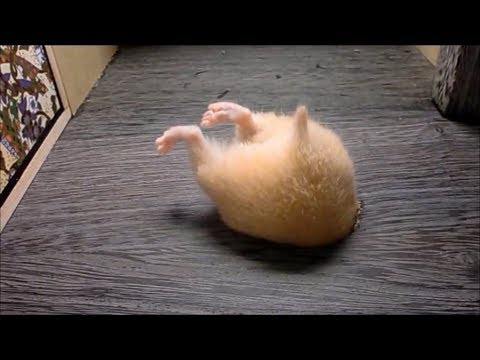 ハムスターの穴すっぽり10連発Vol.2(Hamster butt!vol.2) - YouTube