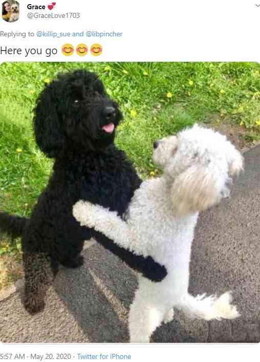 【海外発！Breaking News】散歩に出た犬　10か月前に離れ離れになったきょうだいを見つけハグ（英） | Techinsight（テックインサイト）|海外セレブ、国内エンタメのオンリーワンをお届けするニュースサイト