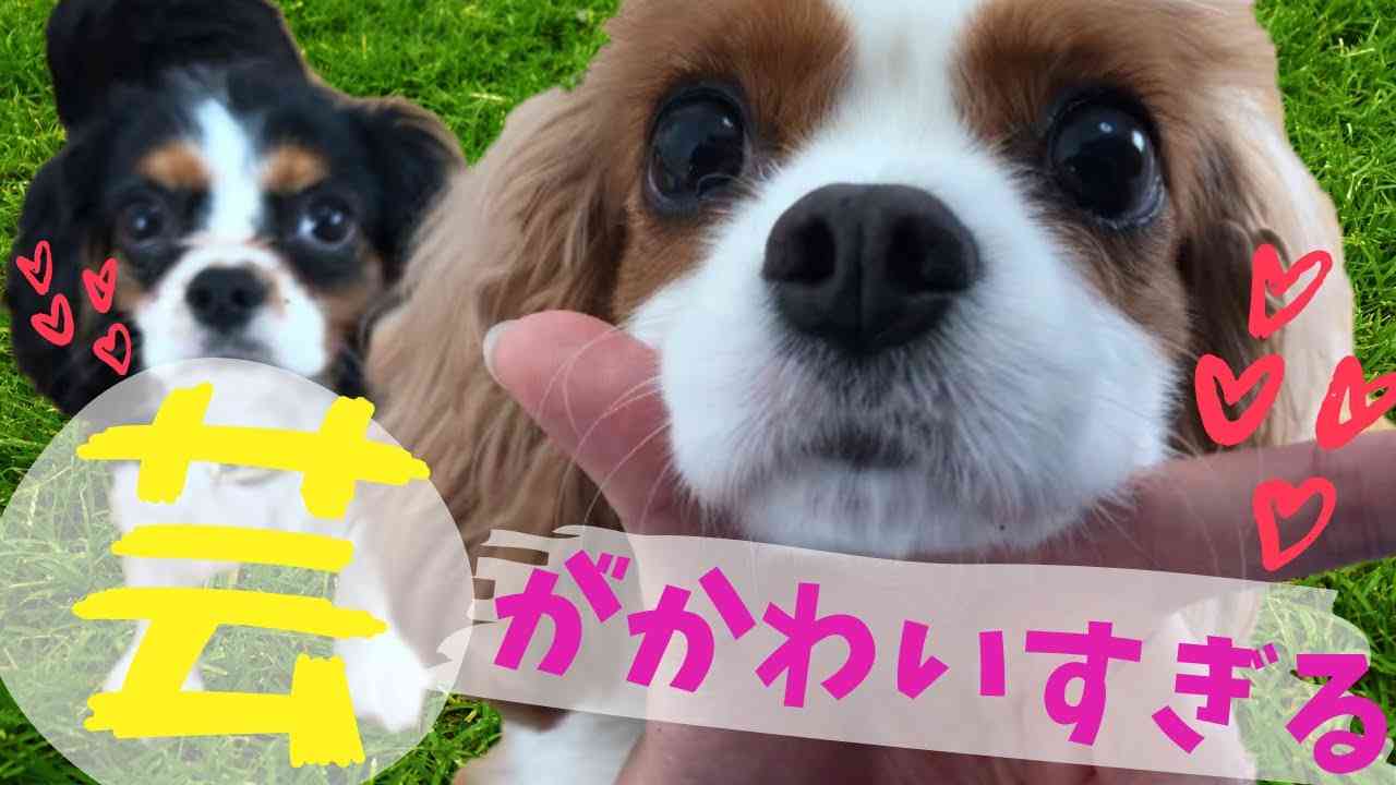 あごのせ芸があざとかわいすぎる犬【キャバリア】 - YouTube