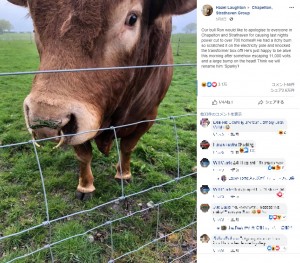 電柱でお尻を掻いた牛　800戸以上の停電を起こす（スコットランド）