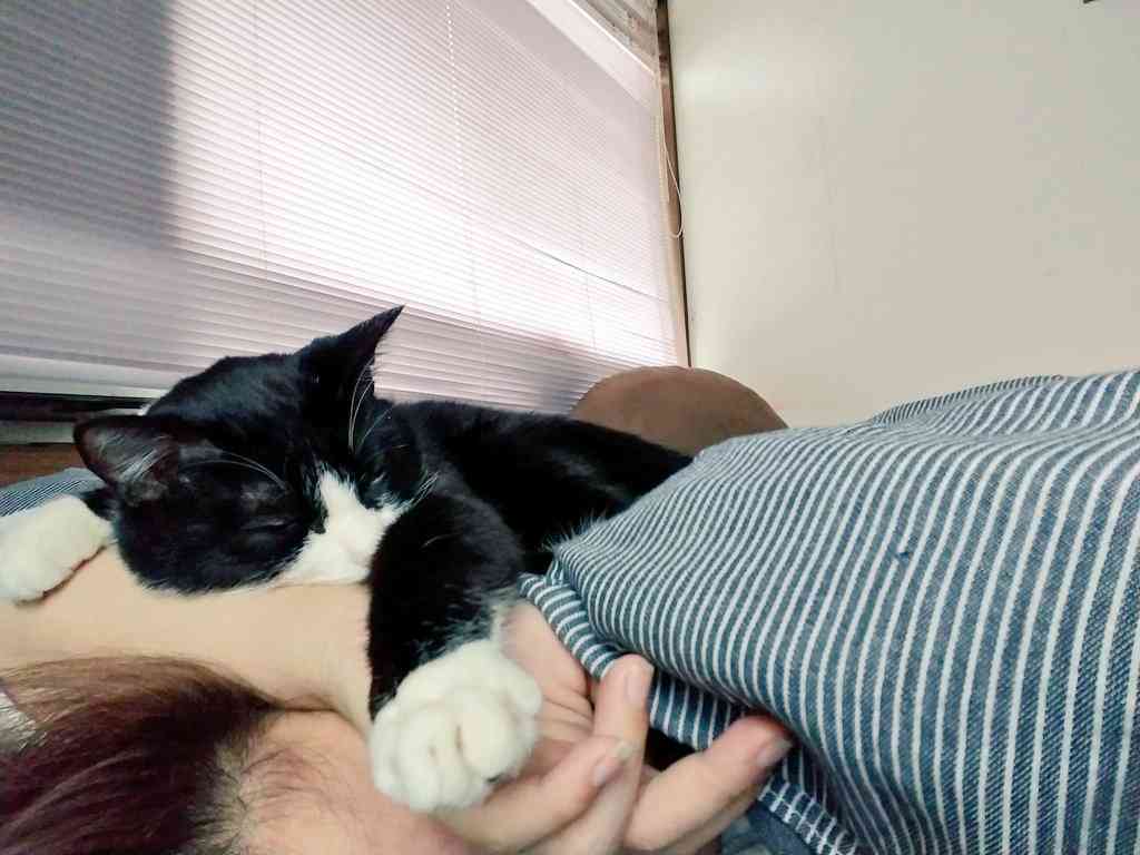 まるで抜け殻...飼い主以外に抱っこされる猫の呆然とした表情に「魂ぬけてる?」