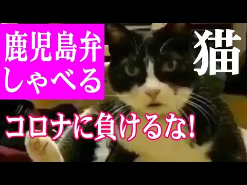 【鹿児島弁をしゃべる猫！】完全翻訳付き＊新型コロナウイルスに負けるな！応援メッセージ｜ A cat who speaks Kagoshima dialect｜Beat the coronavirus！ - YouTube