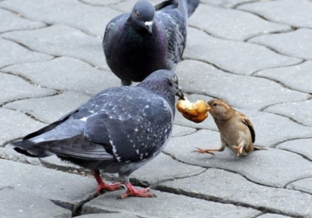 鳥が集まってくるトピ
