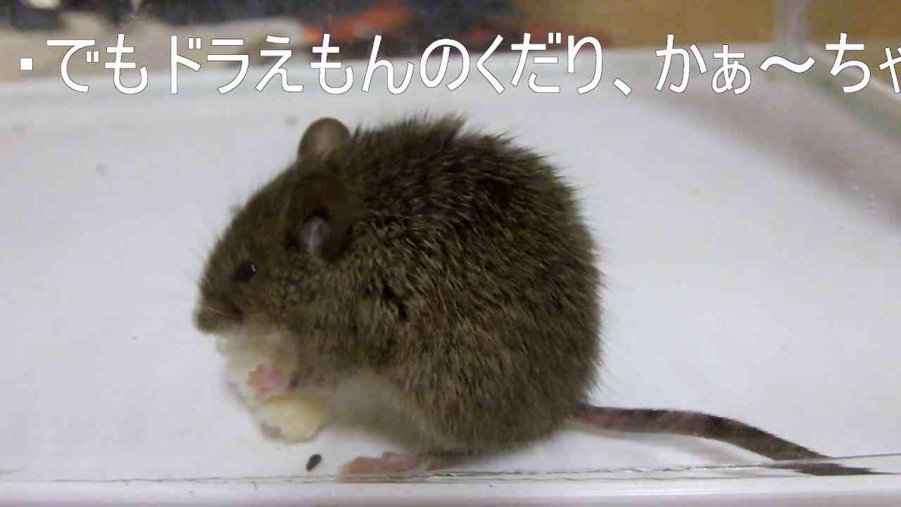 朝からドタバタ捕物帖！　捕獲した子ネズミが まぁまぁ可愛いかった - YouTube