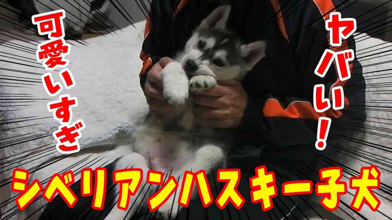 【ハスキー】シベリアンハスキーの子犬が可愛すぎる 3【チビはっちゃん】 - YouTube