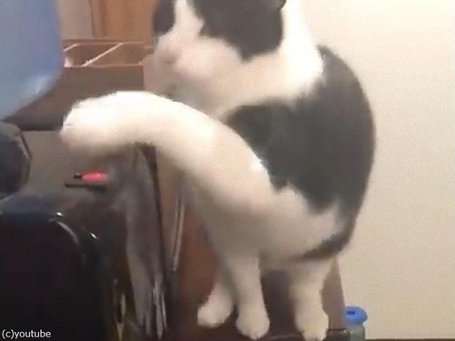 猫、ウォーターサーバーの仕組みを理解する