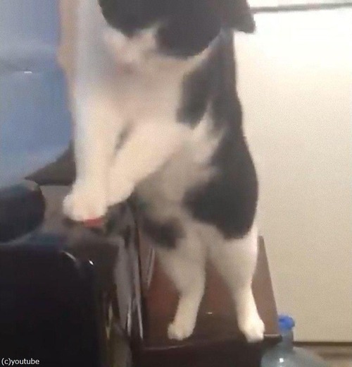 猫、ウォーターサーバーの仕組みを理解する