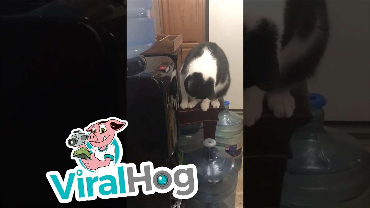 Kitty Works out How to Dispense Water || ViralHog - YouTube
