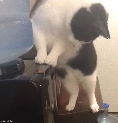 猫、ウォーターサーバーの仕組みを理解する