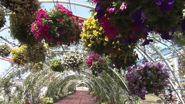 「福岡癒やしデリバリー」　”百花繚乱”花の遊園地　かしいかえんシルバニアガーデン（TNCテレビ西日本） - Yahoo!ニュース