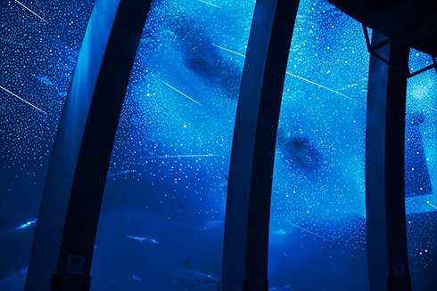こんな水族館あったらいいな 星空と星座が観察できる水族館のアイデアに 発想がすごい きれいすぎて感動 ガールズちゃんねる Girls Channel