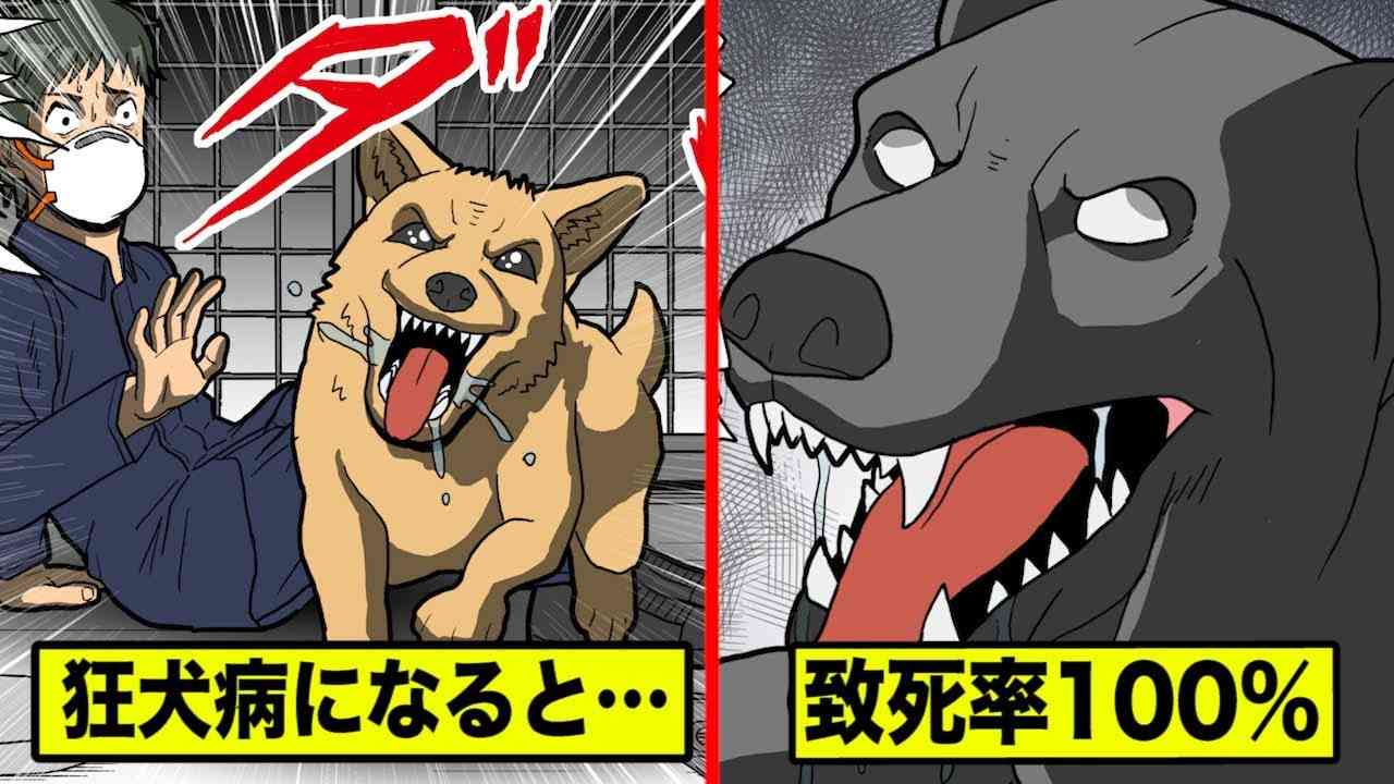 感染したら100%死ぬ…狂犬病を漫画にした。 - YouTube