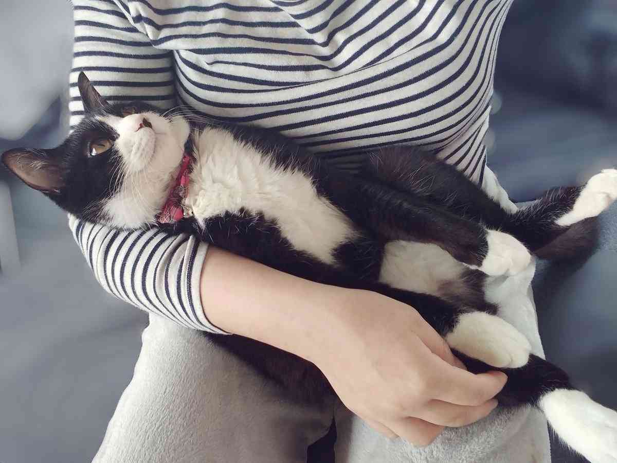 まるで抜け殻...飼い主以外に抱っこされる猫の呆然とした表情に「魂ぬけてる?」