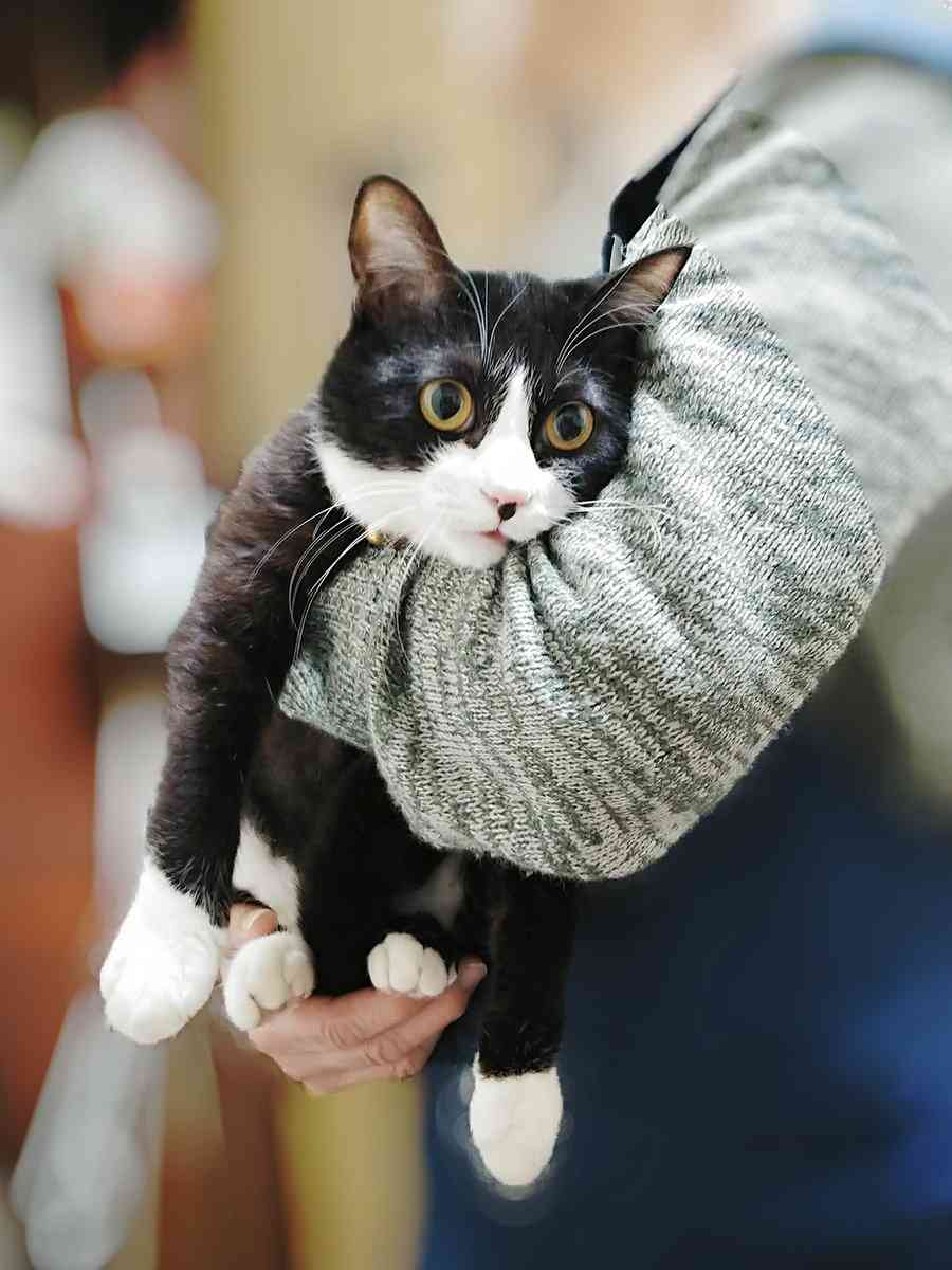 まるで抜け殻...飼い主以外に抱っこされる猫の呆然とした表情に「魂ぬけてる?」