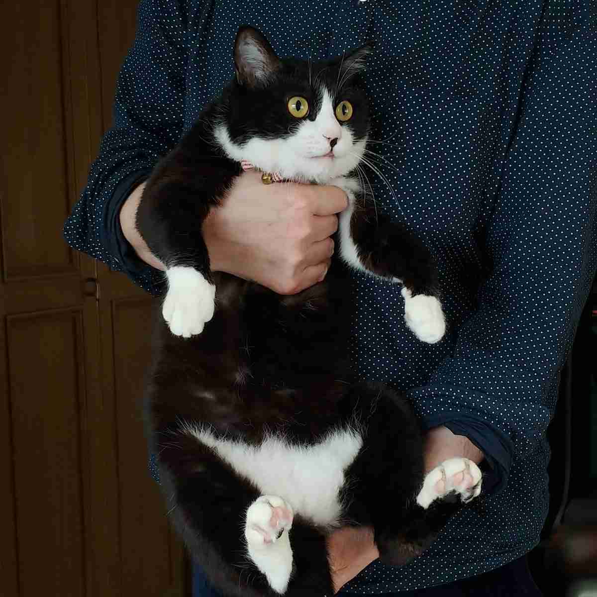 まるで抜け殻...飼い主以外に抱っこされる猫の呆然とした表情に「魂ぬけてる？」