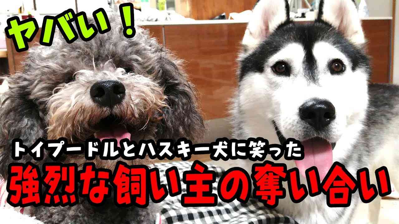強烈な飼い主の奪い合いをするハスキー犬とトイプードルに笑った - YouTube