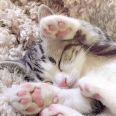 >>173です。はい、ミーくんです！覚えていてくれて嬉しいです。ありがとうございま... | ガールズちゃんねる - Girls Channel -