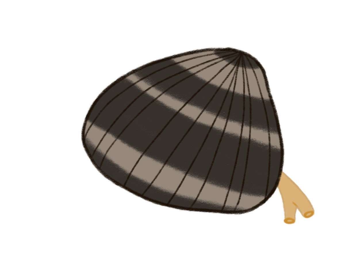 あさりの砂出し ガールズちゃんねる Girls Channel