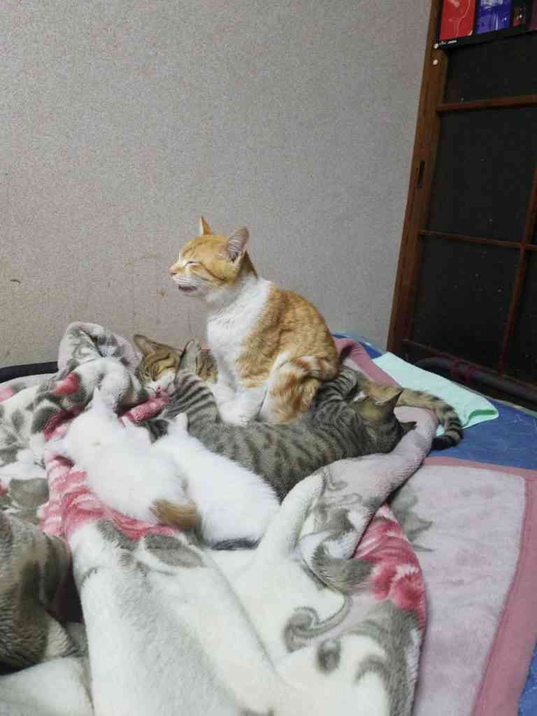 「嘘みたいだろ…？寝てるんだぜ、これ……」 自由過ぎるにゃんこの寝相がTwitterで大人気に