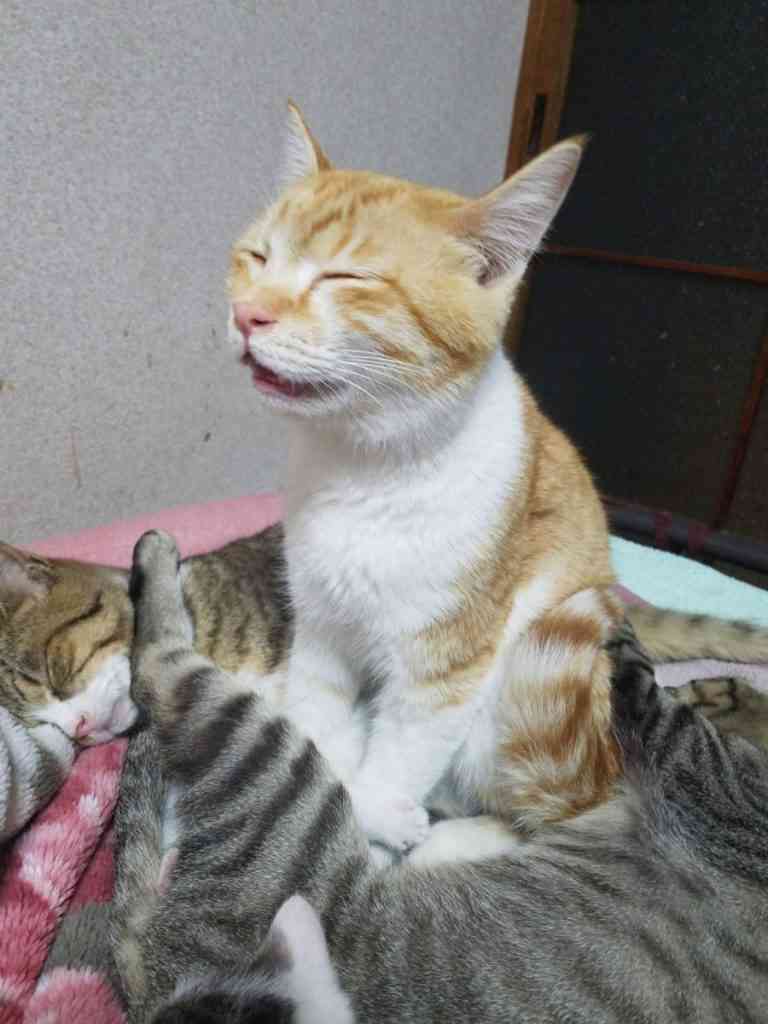 「嘘みたいだろ…？寝てるんだぜ、これ……」 自由過ぎるにゃんこの寝相がTwitterで大人気に
