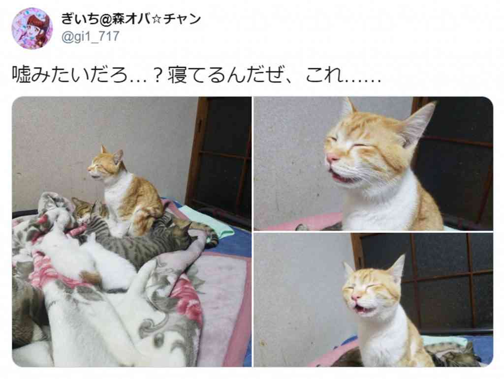 「嘘みたいだろ…？寝てるんだぜ、これ……」 自由過ぎるにゃんこの寝相がTwitterで大人気に ｜ ガジェット通信 GetNews