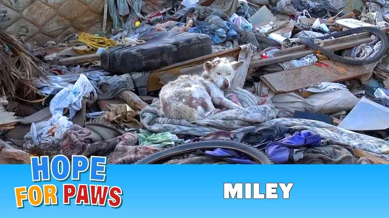 Hope For Paws: A homeless dog living in a trash pile gets rescued, and then does something amazing! - YouTube