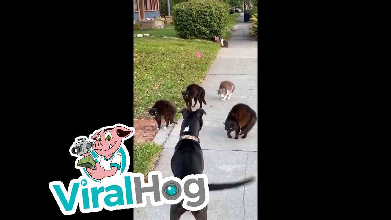 Cat Pack Unfriendly Towards Pooch || ViralHog - YouTube