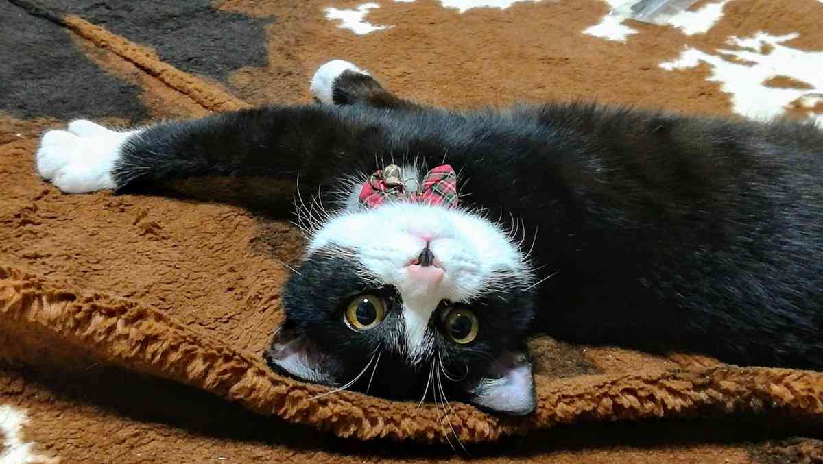 まるで抜け殻...飼い主以外に抱っこされる猫の呆然とした表情に「魂ぬけてる?」