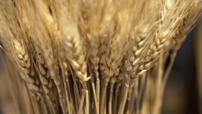 【小浜逸郎】3月に上程されるとんでもない種苗法改定案 | 「新」経世済民新聞