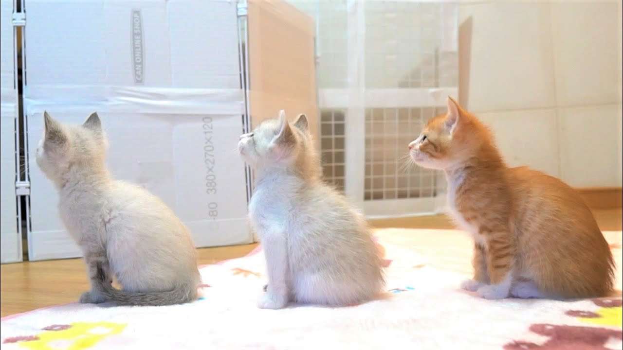 【生後33日】ミルクの順番待ちをする子猫たちがかわいい【保護子猫】kittens waiting for milk - YouTube