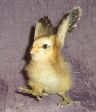 荒ぶる動物たち