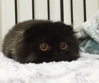 まん丸な目の動物たち