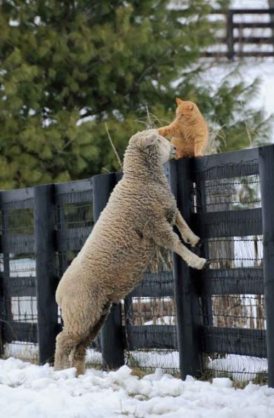 猫と動物たち