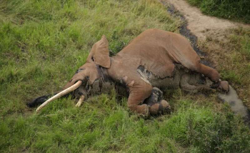 巨大な牙もつ50歳のゾウ、密猟者に殺される | ナショナルジオグラフィック日本版サイト