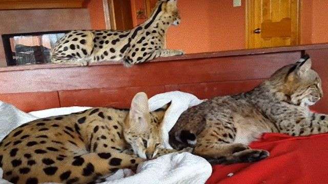 サーバルキャットが逃走　見つけても捕獲しようとしないで　静岡市が注意呼びかけ