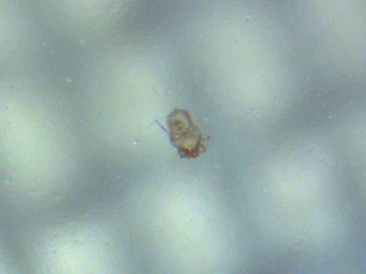 「黒い点が…」孫正義マスクが不良品続出で回収・検品