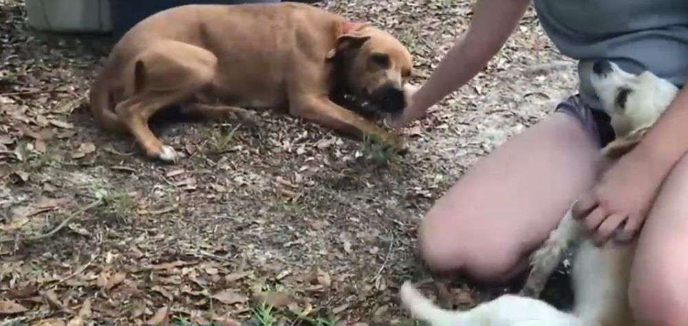 オムツだけで行方不明になった自閉症の3歳児、2頭の飼い犬が守り抜く（米）