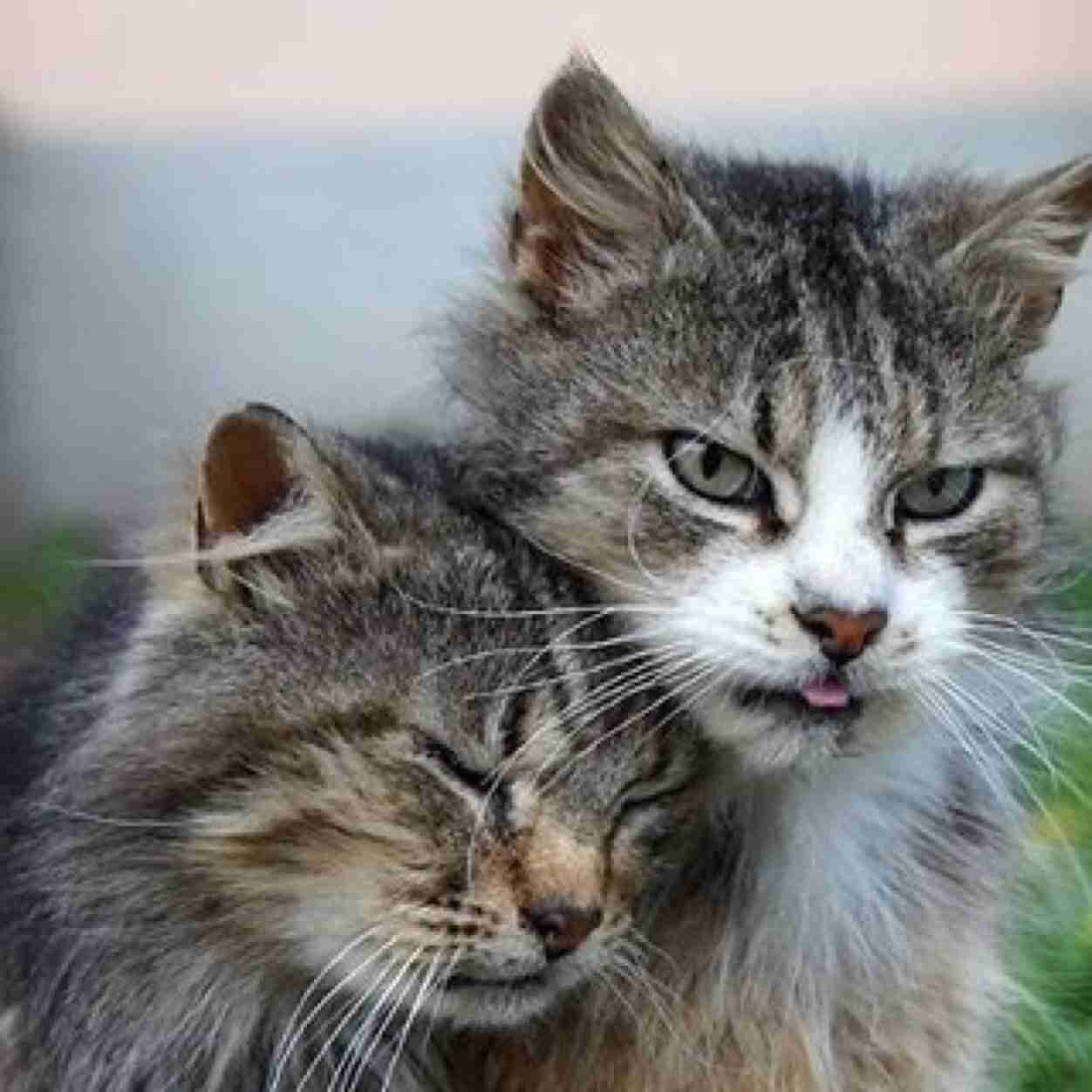 人間以外のイケメンの画像を貼るトピ