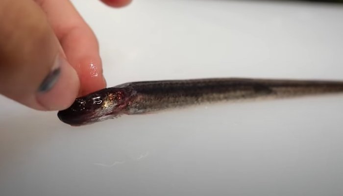 閲覧注意 ナマコから勢いよく出てきた エイリアン が大暴れ その生物の正体を聞いた ガールズちゃんねる Girls Channel