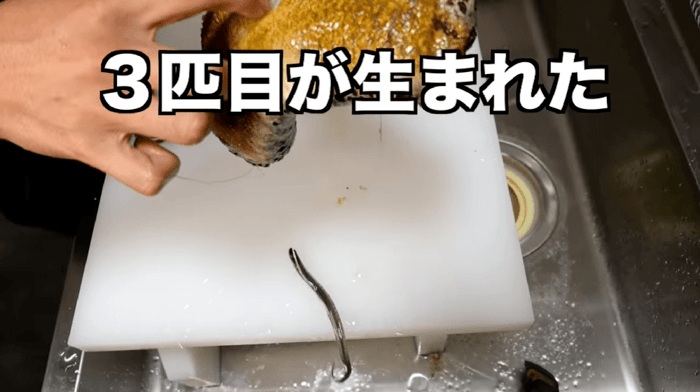 閲覧注意 ナマコから勢いよく出てきた エイリアン が大暴れ その生物の正体を聞いた ガールズちゃんねる Girls Channel 閲覧注意 ナマコから勢いよく出てきた エイリアン が大暴れ その生物の正体を聞いた ガールズちゃんねる Girls Channel