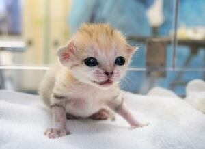 スナネコの赤ちゃん誕生！国内の動物園では初